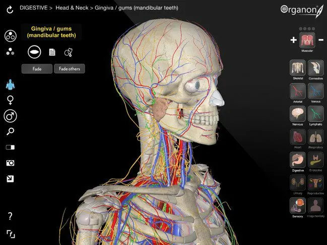 3d-organ-anatomy-portable 3d-organ-anatomy-portable